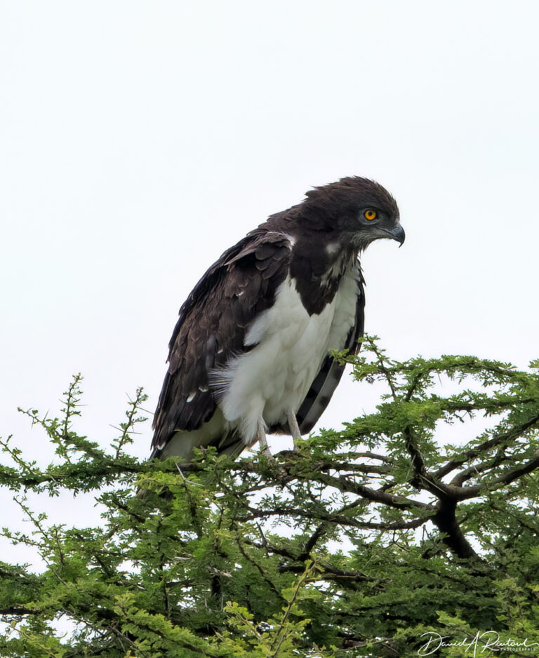 On The Road - Albatrossity - Serengeti Day 1, Round 2 7