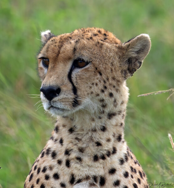 On The Road - Albatrossity - Serengeti - day 1 5