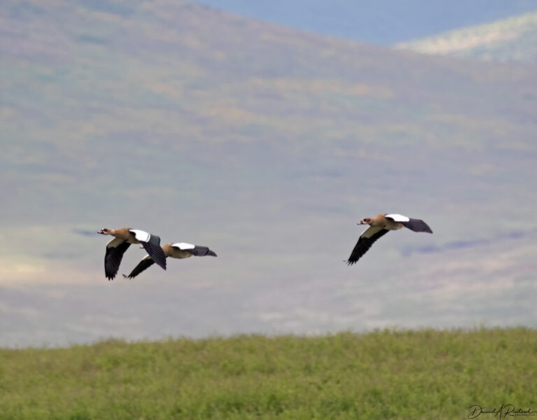 On The Road - Albatrossity - Day 2 in Ngorongoro Crater - 1 3