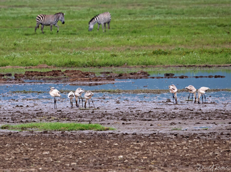 On The Road - Albatrossity - Day 2 in Ngorongoro Crater - 1 2