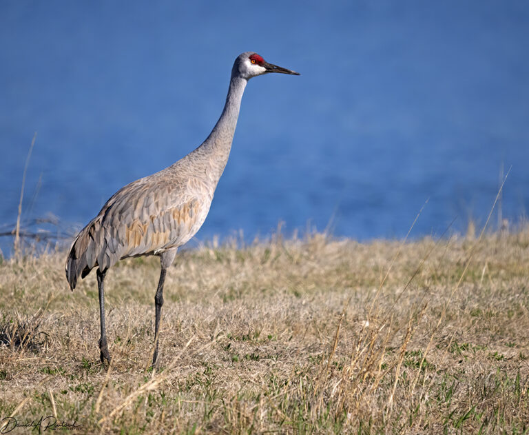 On The Road - Albatrossity - Spring 2023 in Flyover Country - week 2 2