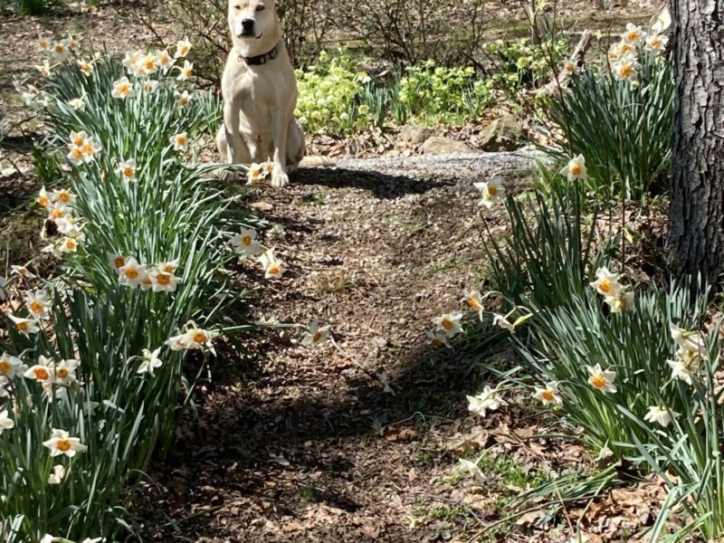 Sunday Morning Garden Chat: Daffodils! 2