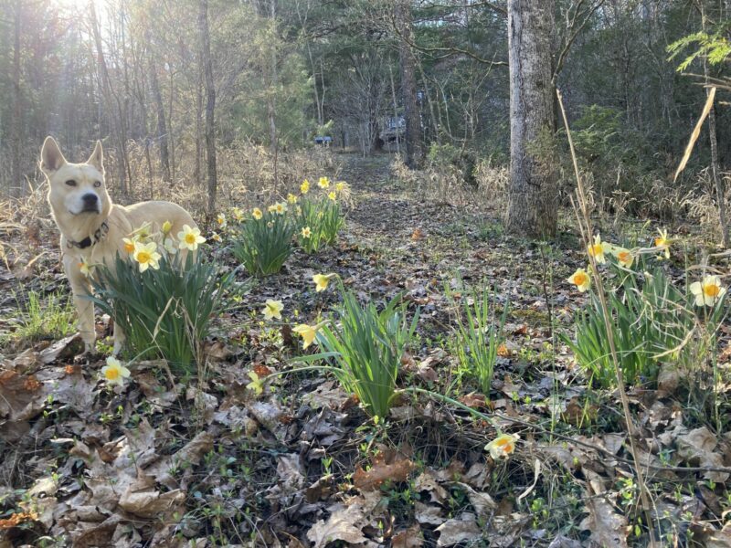 Sunday Morning Garden Chat: Daffodils! 3