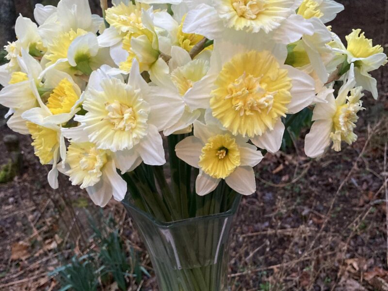 Sunday Morning Garden Chat: Daffodils! 4
