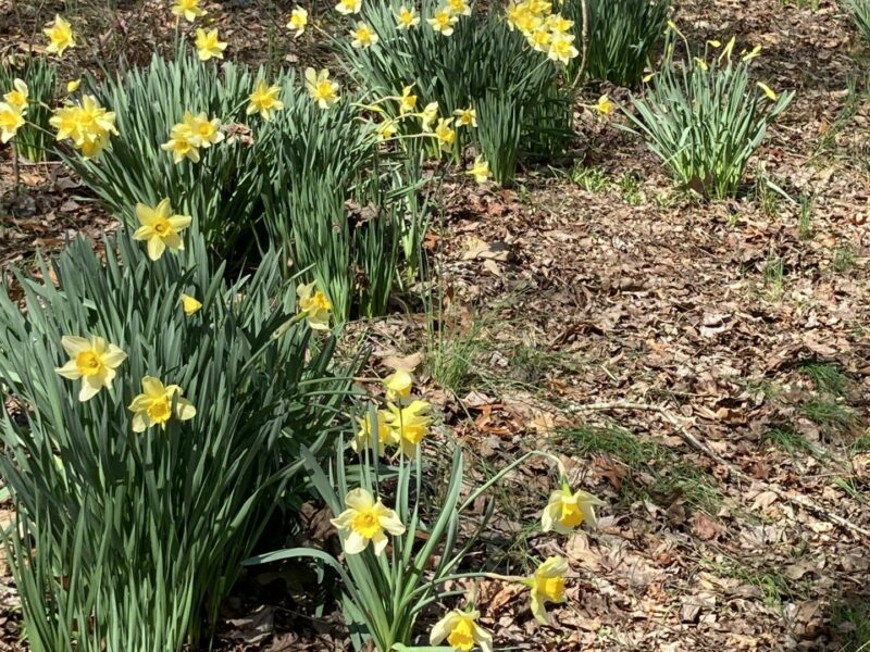 Sunday Morning Garden Chat: Daffodils! 5