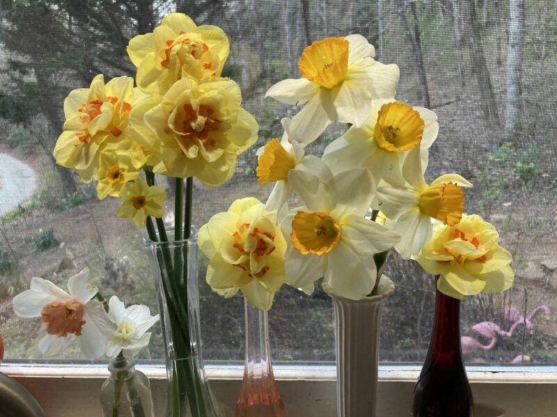 Sunday Morning Garden Chat: Daffodils!