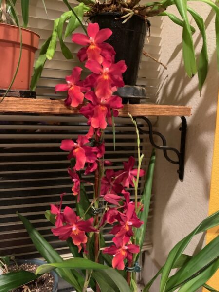 Sunday Morning Garden Chat: Living With Orchids 2