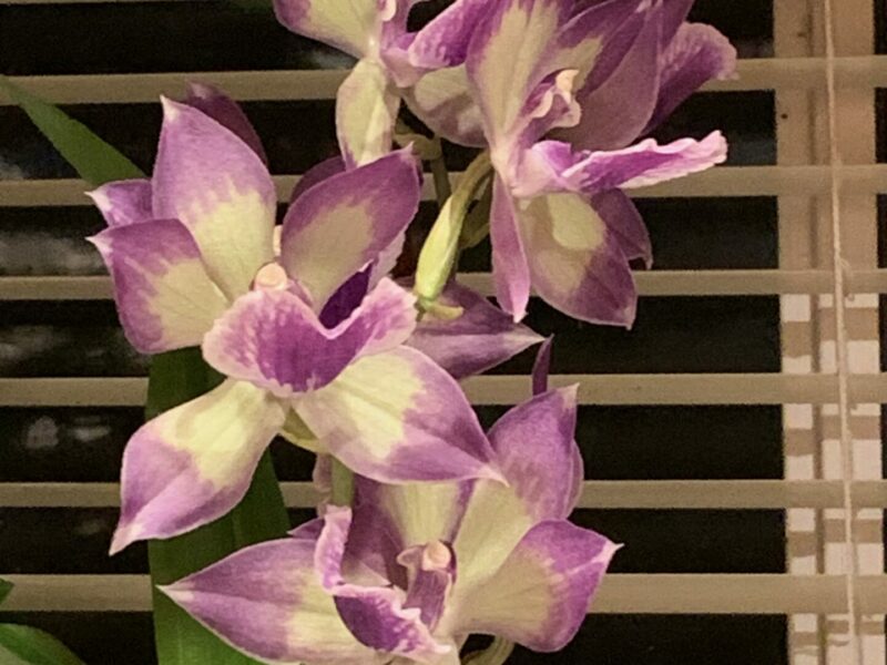 Sunday Morning Garden Chat: More Orchids, As Inspiration 1