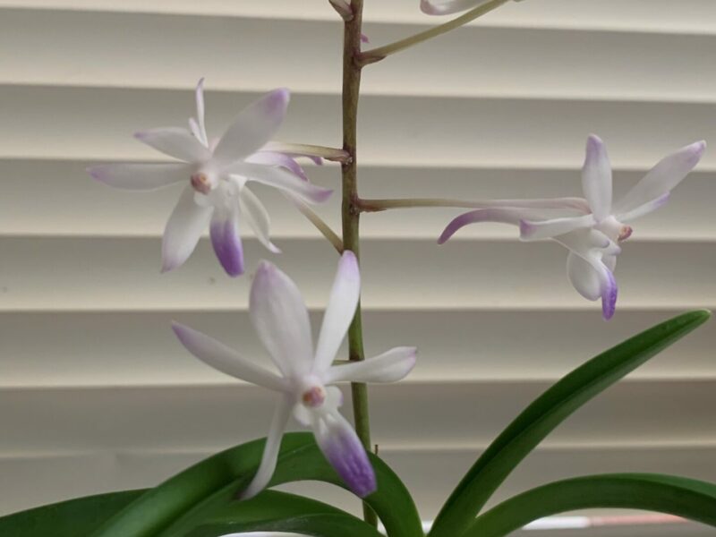 Sunday Morning Garden Chat: More Orchids, As Inspiration 2