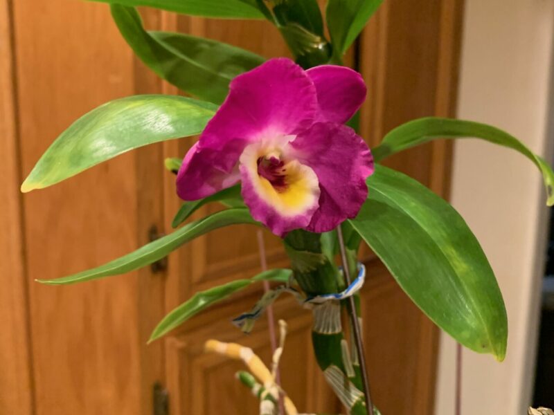 Sunday Morning Garden Chat: More Orchids, As Inspiration 3