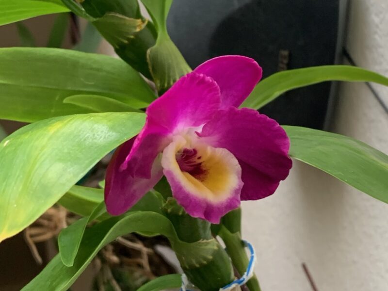 Sunday Morning Garden Chat: More Orchids, As Inspiration 5