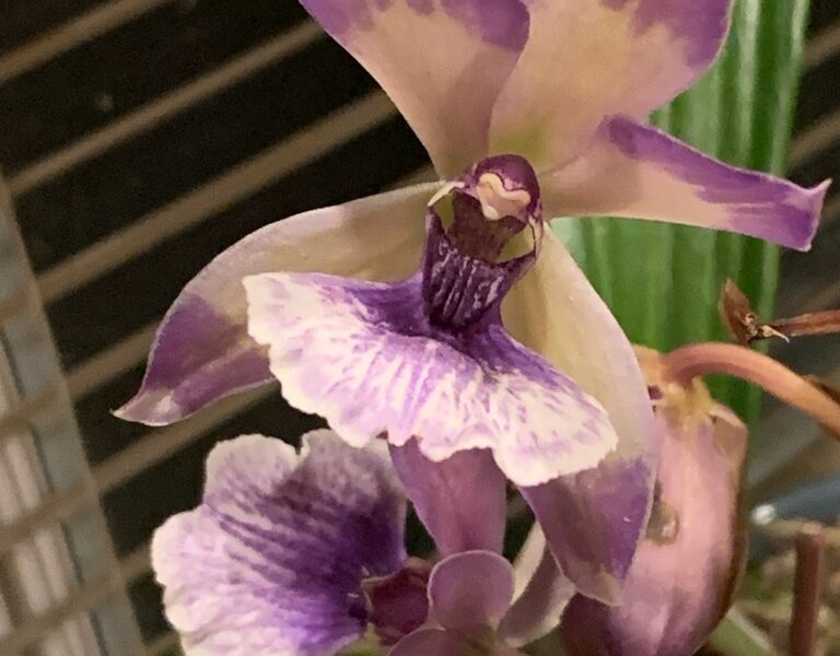 Sunday Morning Garden Chat: More Orchids, As Inspiration 6