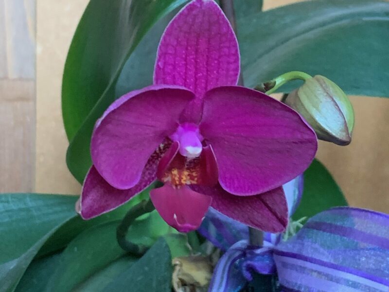 Sunday Morning Garden Chat: More Orchids, As Inspiration