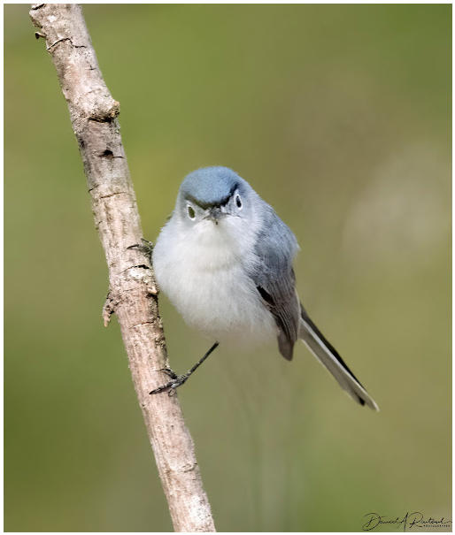 Angry-looking little blue bird.