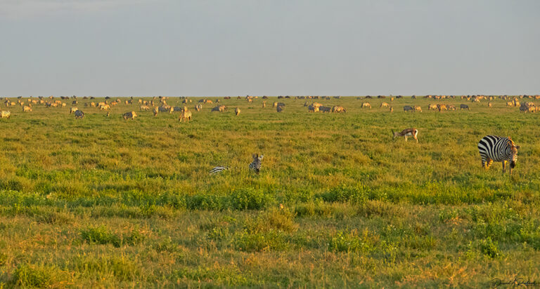 On The Road - Albatrossity - Serengeti - day 1 7