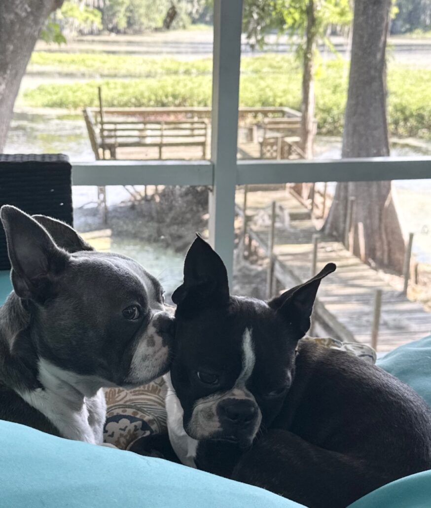 Dogs cuddling on a sofa