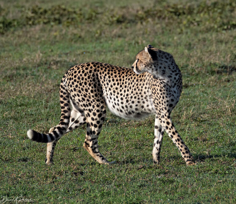 On The Road - Albatrossity - Serengeti day 2, round 1 5
