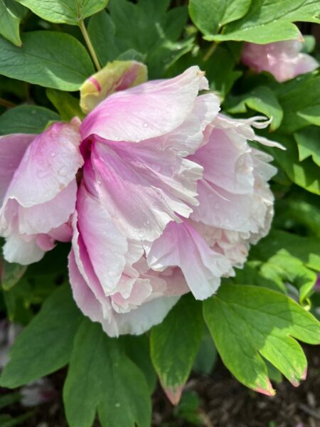 Happy Mother's Day, BJ Peeps! 3