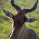On The Road - Albatrossity - Serengeti Day 1, Round 3 7