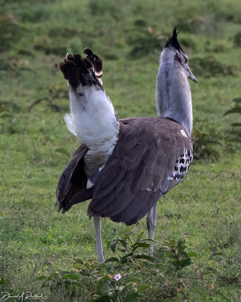 On The Road - Albatrossity - Serengeti Day 1, Round 3 2