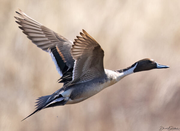 On The Road - Albatrossity - Flyover Country Spring 2