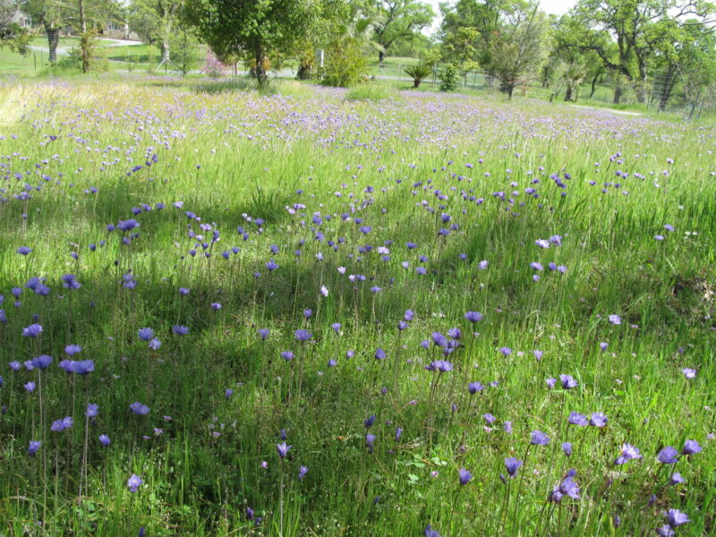 Sunday Morning Garden Chat:  California Superbloom!