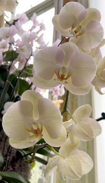 Sunday Morning Garden Chat:  Orchid Show 9