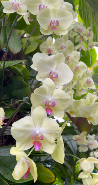 Sunday Morning Garden Chat:  Orchid Show 1