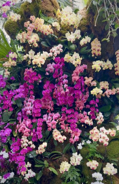 Sunday Morning Garden Chat:  Orchid Show