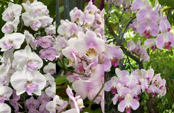 Sunday Morning Garden Chat:  Orchid Show 3