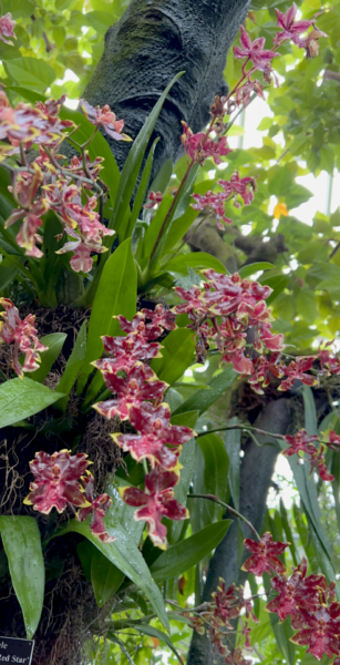 Sunday Morning Garden Chat:  Orchid Show 4