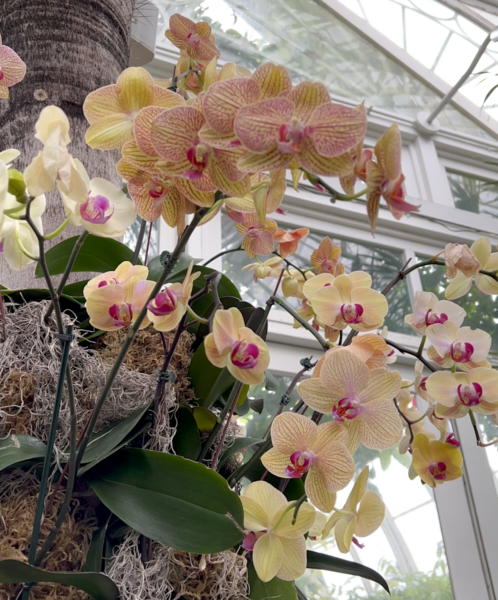 Sunday Morning Garden Chat:  Orchid Show 6