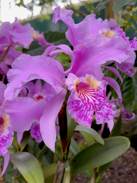Sunday Morning Garden Chat:  Orchid Show 7