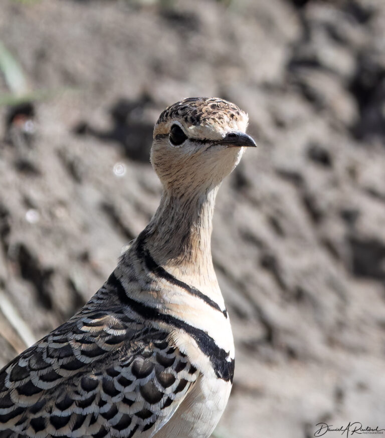 On The Road - Albatrossity - Serengeti day 2, round 1 2
