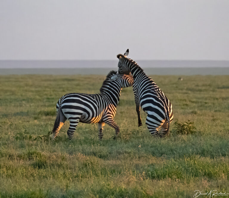 On The Road - Albatrossity - Serengeti day 2, round 1 9
