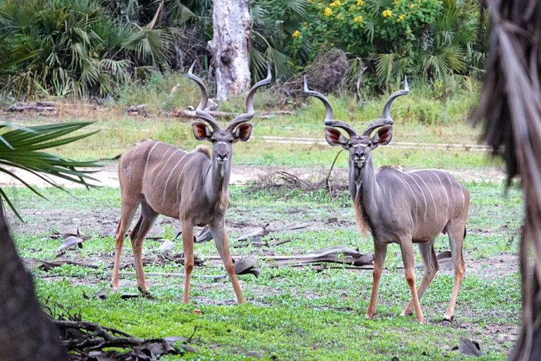 On The Road - lashonharangue - Tanzania - Nyerere National Park: Part 1 6