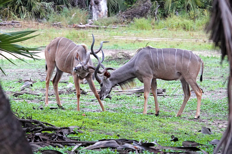 On The Road - lashonharangue - Tanzania - Nyerere National Park: Part 1 7