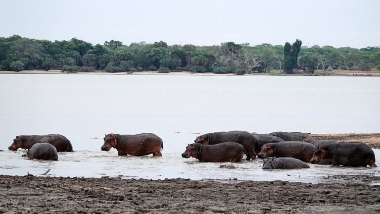 On The Road - lashonharangue - Tanzania - Nyerere National Park: Part 1 5