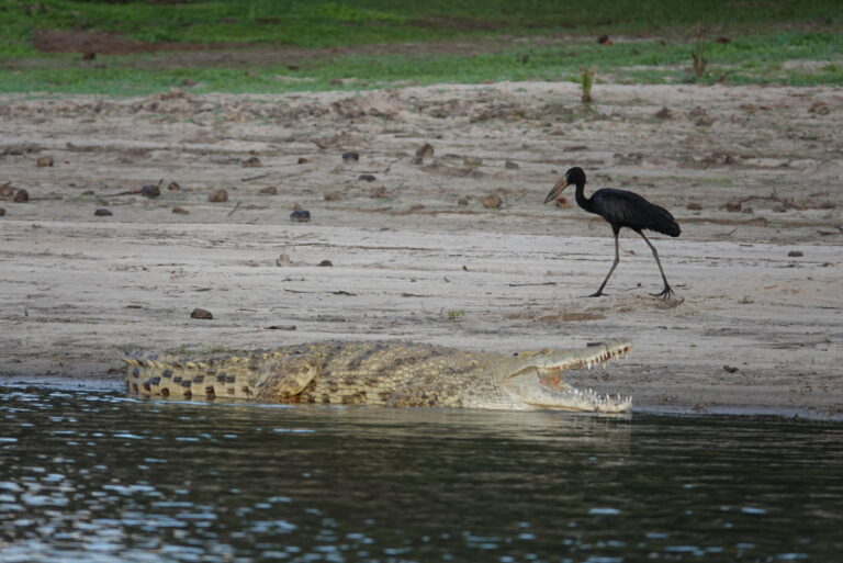 On The Road - lashonharangue - Tanzania - Nyerere National Park: Part 2 5