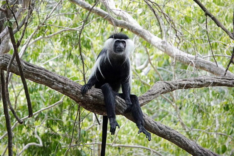 On The Road - lashonharangue - Tanzania - Nyerere National Park: Part 1 2