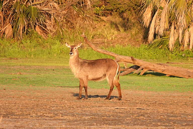 On The Road - lashonharangue - Tanzania - Nyerere National Park: Part 2 1