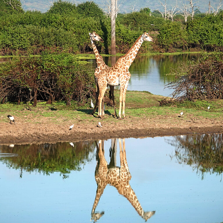 On The Road - lashonharangue - Tanzania - Nyerere National Park: Part 1 1