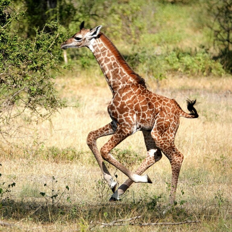 On The Road - lashonharangue - Tanzania - Nyerere National Park: Part 1