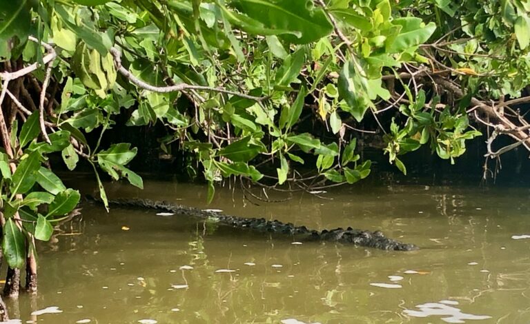 On The Road - Uncle Ebeneezer - Yucatan Adventure Part 2 (of 8) - Rio Lagartos 4