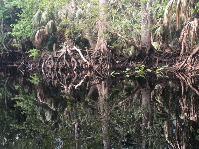 On The Road - frosty - Ocklawaha River, FL 6