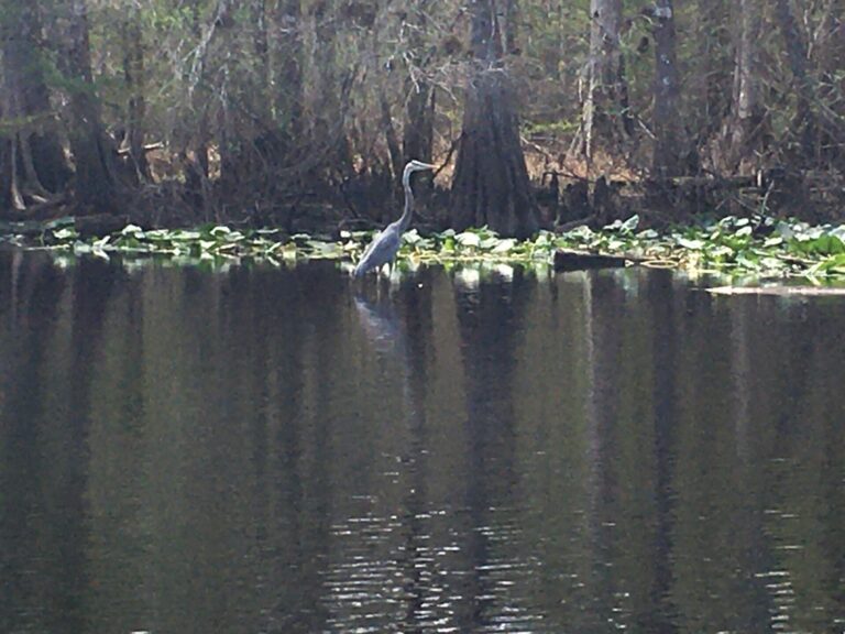 On The Road - frosty - Ocklawaha River, FL 3