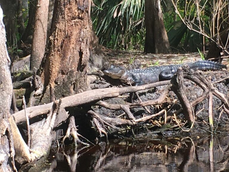 On The Road - frosty - Ocklawaha River, FL 1