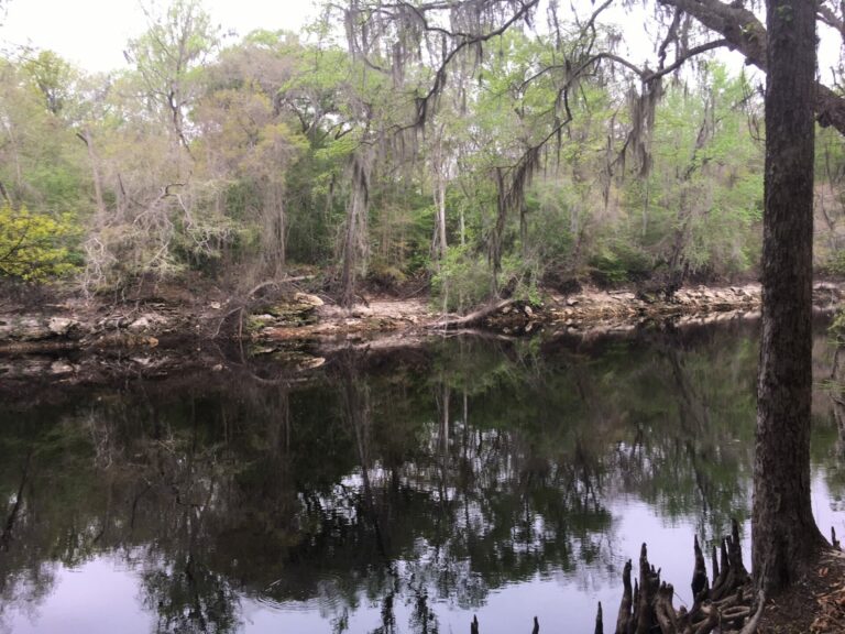 On The Road - frosty - Suwanee River State Park 3