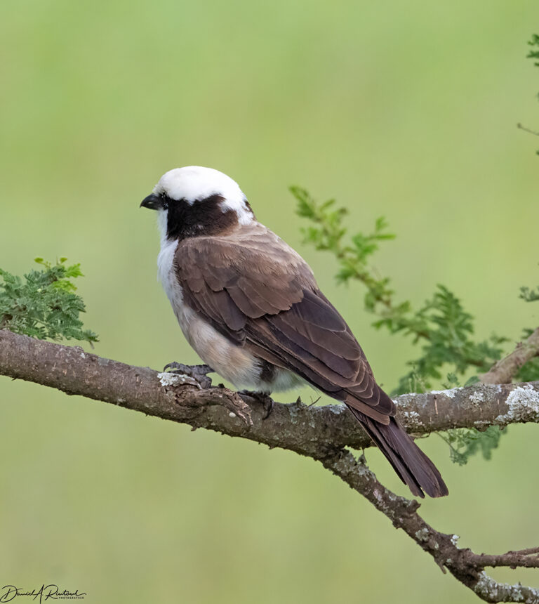 On The Road - Albatrossity - Serengeti Day 2, Round 2 8