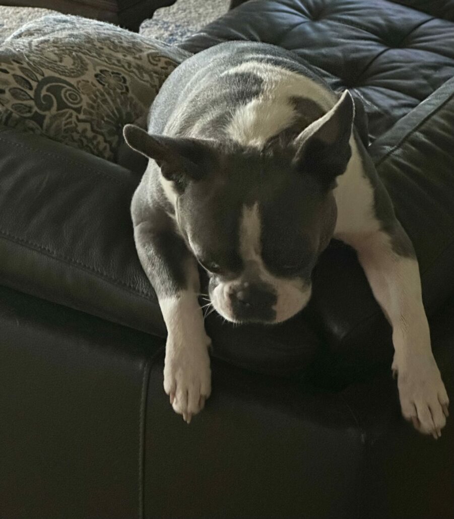 dog resting on the back of a sofa